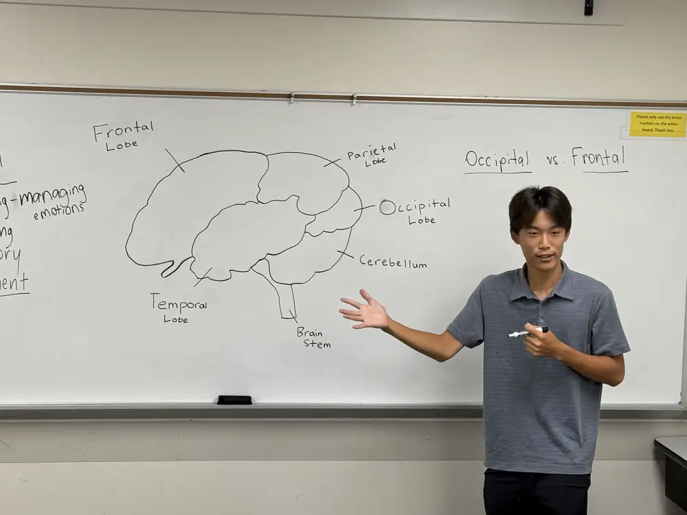 A presenter gestures toward a hand-drawn diagram of the brain on a whiteboard, labeled frontal lobe, parietal lobe, occipital lobe, temporal lobe, cerebellum, and brain stem